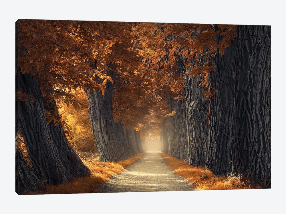 Textures Of Autumn by Rob Visser 1-piece Canvas Art Print