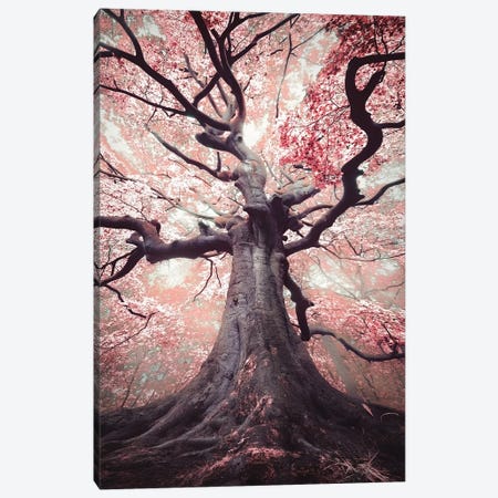 The Blossomed Witch Canvas Print #RVS50} by Rob Visser Canvas Artwork