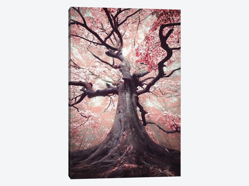 The Blossomed Witch by Rob Visser 1-piece Canvas Art Print