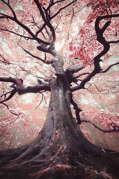 The Blossomed Witch