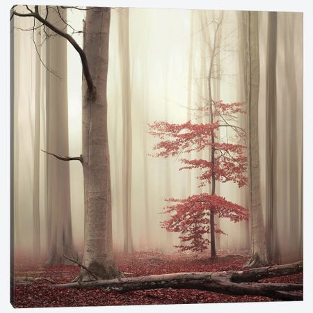 One Tree Life - The Charming One Canvas Print #RVS51} by Rob Visser Canvas Artwork