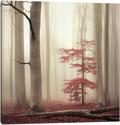 One Tree Life - The Charming One Canvas Art Print