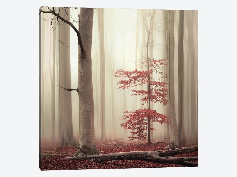 One Tree Life - The Charming One by Rob Visser 1-piece Canvas Artwork