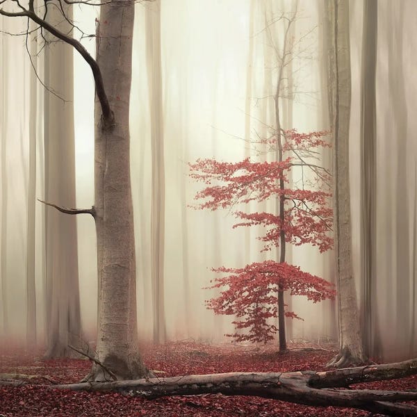 Mist & Fog: One Tree Life - The Charming One by Rob Visser