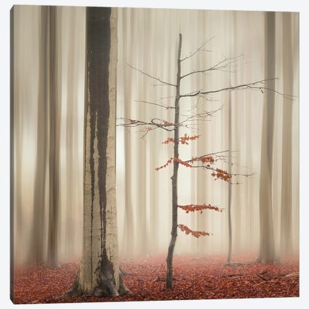 One Tree Life - The Elegant One Canvas Print #RVS54} by Rob Visser Canvas Print