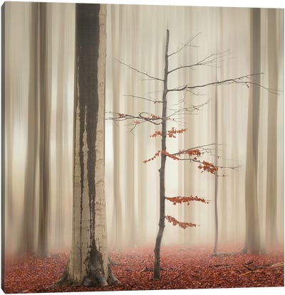 One Tree Life - The Elegant One Canvas Art Print - Rob Visser