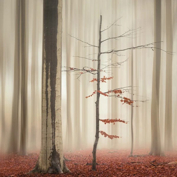Mist & Fog: One Tree Life - The Elegant One by Rob Visser