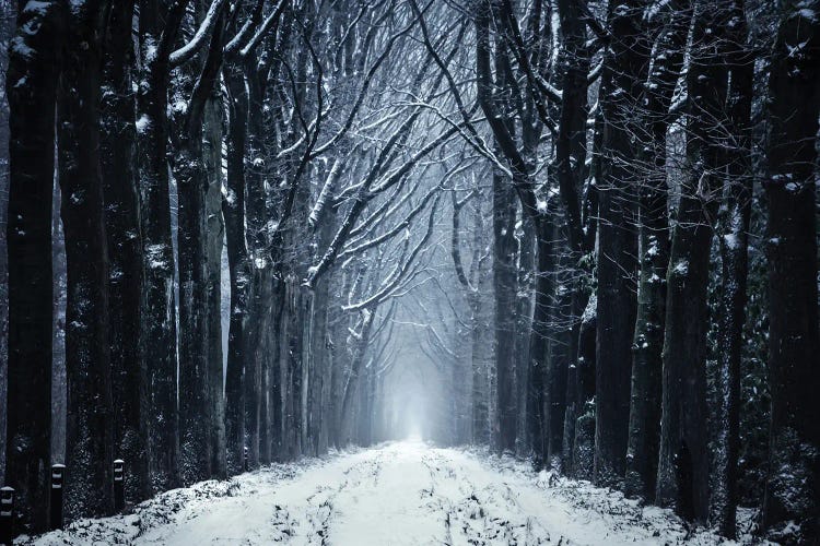 The Frozen Forest Path