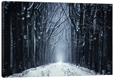 The Frozen Forest Path Canvas Art Print - Monochromatic Photography