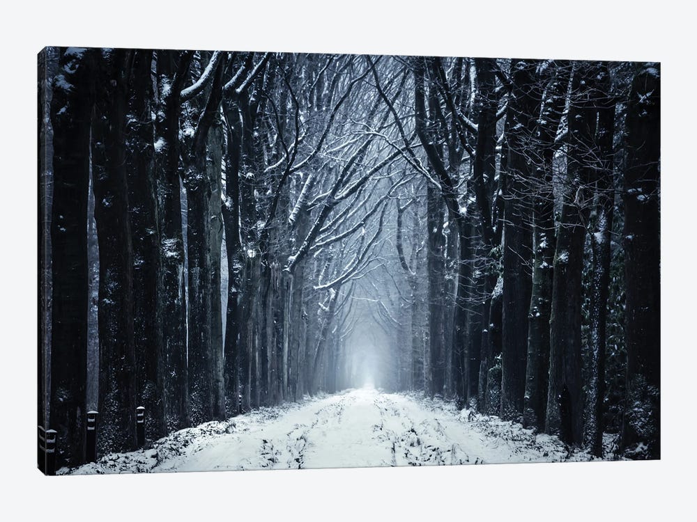 The Frozen Forest Path by Rob Visser 1-piece Canvas Artwork