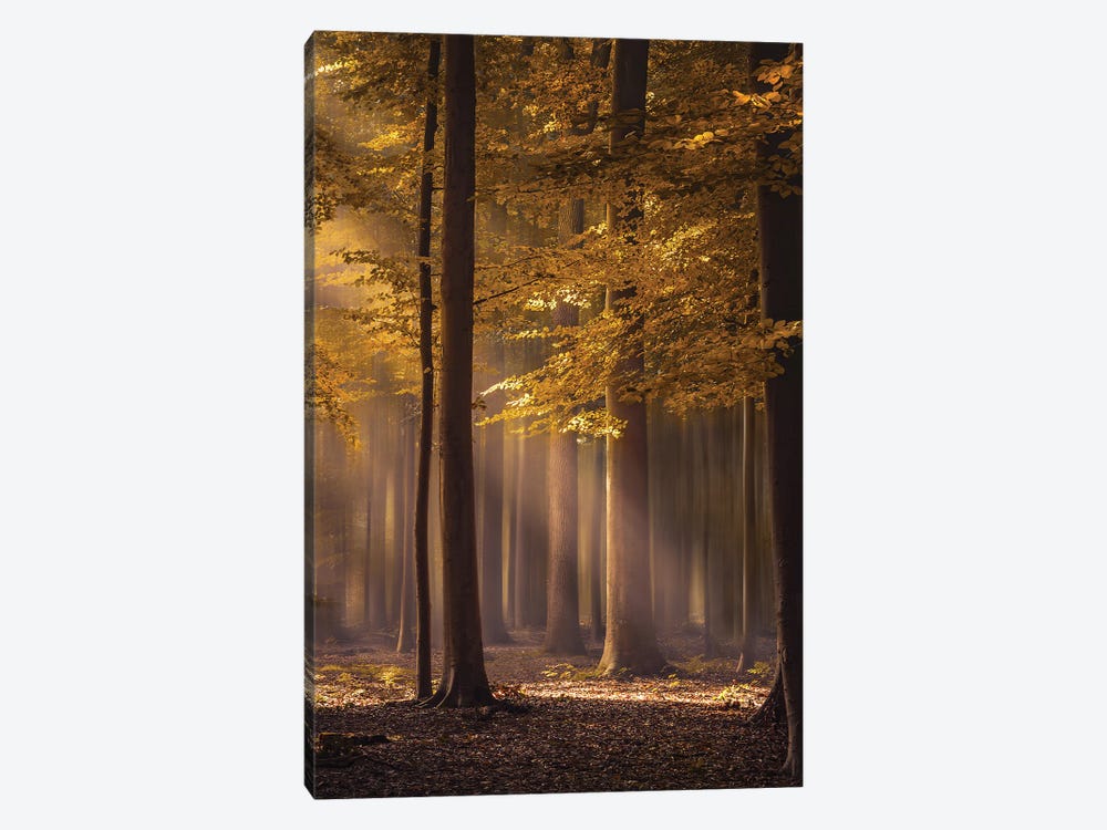 The Golden Delight by Rob Visser 1-piece Canvas Print