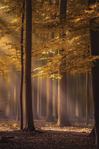 Refreshing Workspace: The Golden Delight by Rob Visser