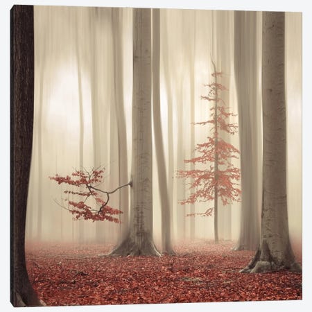 One Tree Life - The Humble One Canvas Print #RVS58} by Rob Visser Canvas Artwork