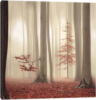 One Tree Life - The Humble One Canvas Art Print - Rob Visser