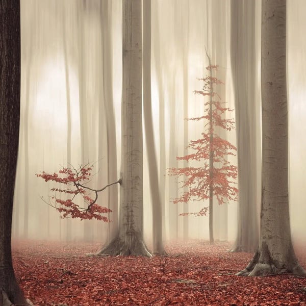 Mist & Fog: One Tree Life - The Humble One by Rob Visser