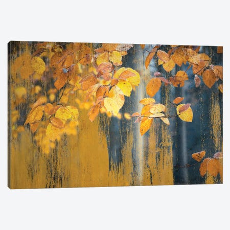 Art With Picturesque Yellow Leaves Canvas Print #RVS5} by Rob Visser Canvas Wall Art
