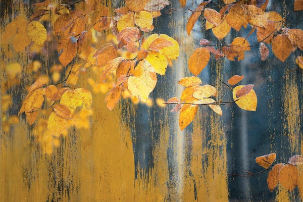 Monochromatic Photography: Art With Picturesque Yellow Leaves by Rob Visser