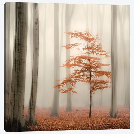 One Tree Life - The Little One Canvas Print #RVS60} by Rob Visser Canvas Print