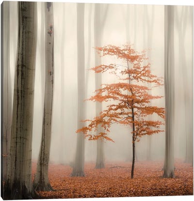 One Tree Life - The Little One Canvas Art Print - Atmospheric Photography