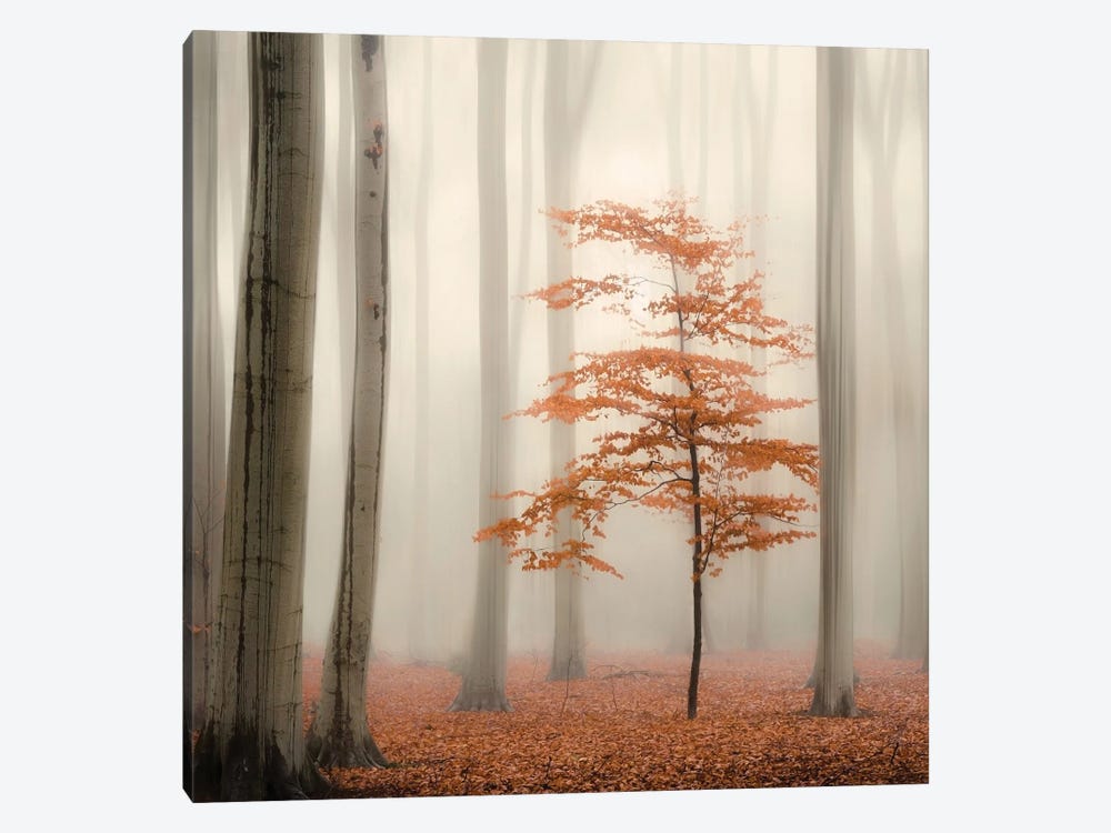 One Tree Life - The Little One by Rob Visser 1-piece Canvas Wall Art