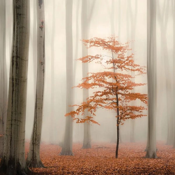 Atmospheric Photography: One Tree Life - The Little One by Rob Visser