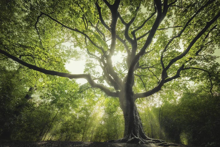 The Spring Witch by Rob Visser wall art