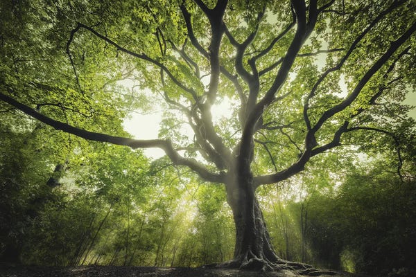 Monochromatic Photography: The Spring Witch by Rob Visser
