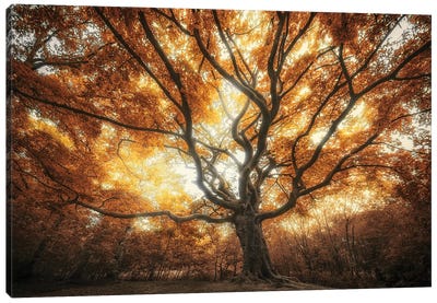 Witch Of Autumn Canvas Art Print - Rob Visser
