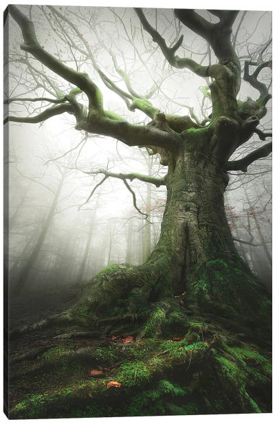 Witch Of Nature Canvas Art Print - Atmospheric Photography