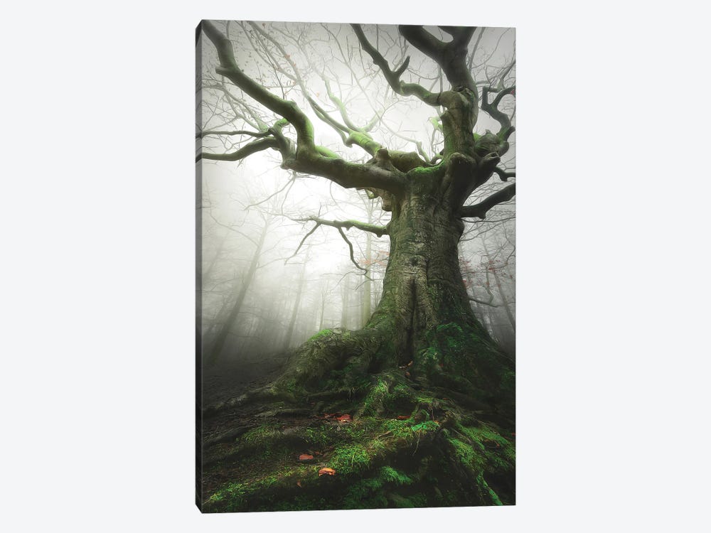 Witch Of Nature by Rob Visser 1-piece Canvas Print