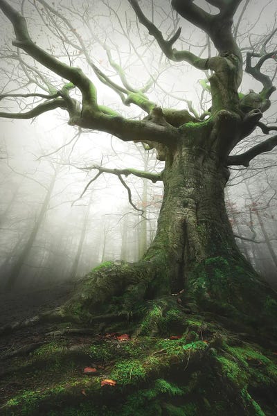 Moss: Witch Of Nature by Rob Visser
