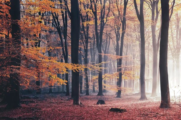 Mist & Fog: The Right Light by Rob Visser