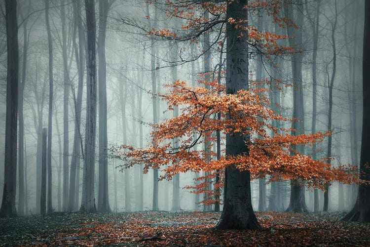 Autumn Dress by Rob Visser wall art