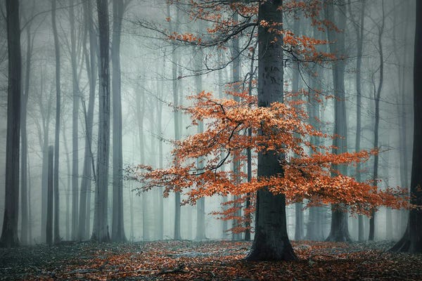 Mist & Fog: Autumn Dress by Rob Visser