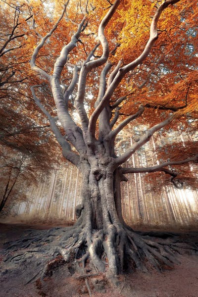 Mist & Fog: Gusty, Slotplaats Bakkeveen by Rob Visser