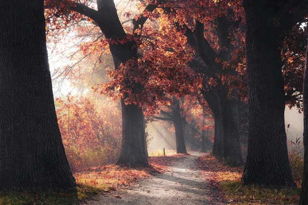 Trails, Paths & Roads: Golden Brown by Rob Visser
