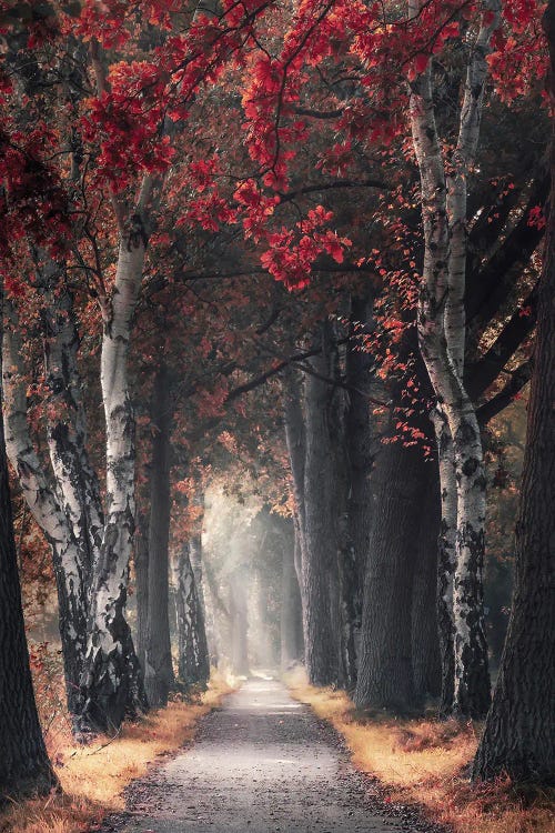 Path Through Picturesque Autumn Forest