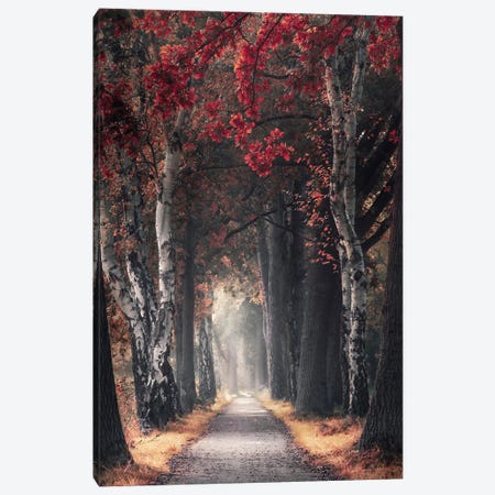 Path Through Picturesque Autumn Forest Canvas Print #RVS72} by Rob Visser Canvas Artwork