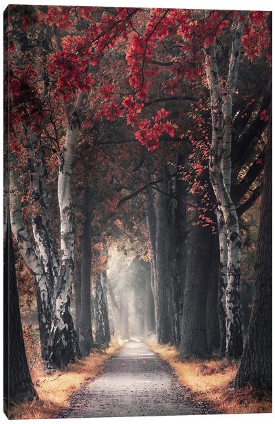 Path Through Picturesque Autumn Forest Canvas Art Print - Rob Visser