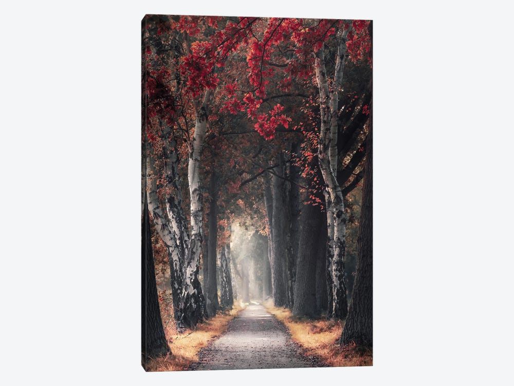 Path Through Picturesque Autumn Forest by Rob Visser 1-piece Canvas Art Print