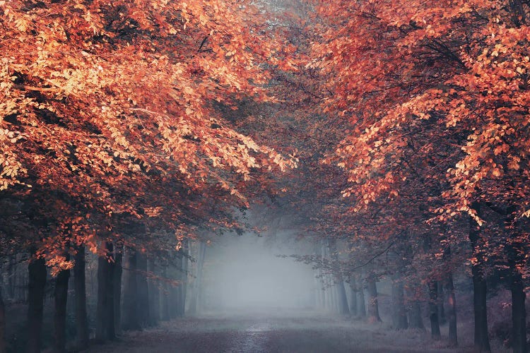 Fall Curtains by Rob Visser wall art