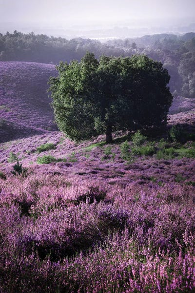 Spring: Posbank Heather by Rob Visser