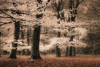 Trees With Leaves Like Cotton by Rob Visser art print