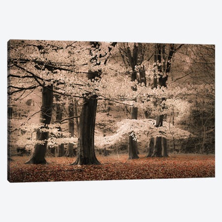 Trees With Leaves Like Cotton Canvas Print #RVS77} by Rob Visser Canvas Print