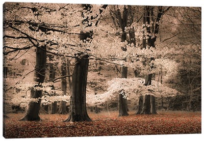 Trees With Leaves Like Cotton Canvas Art Print - Rob Visser