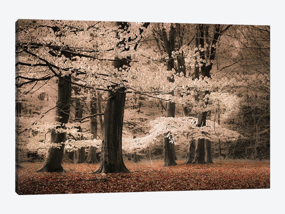 Trees With Leaves Like Cotton by Rob Visser 1-piece Canvas Wall Art