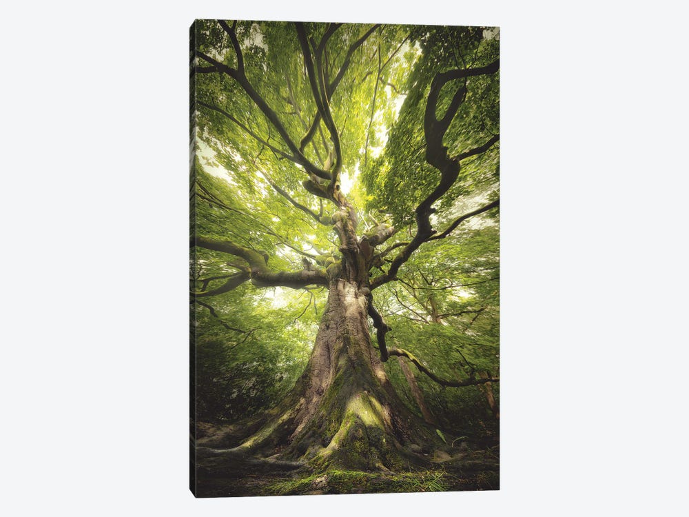 Green Witch Tree by Rob Visser 1-piece Art Print