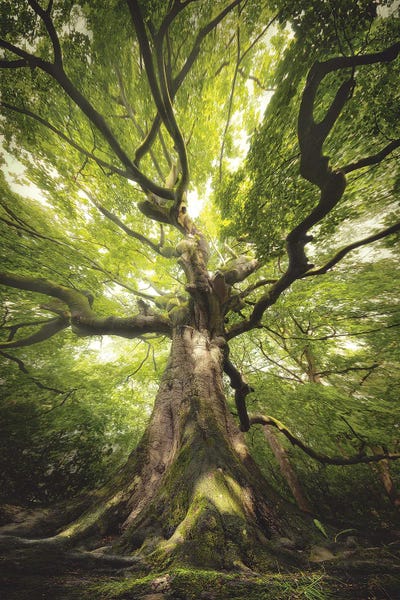 Spring: Green Witch Tree by Rob Visser