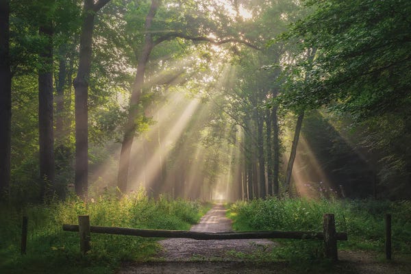 Spring: Hop Into Spring by Rob Visser