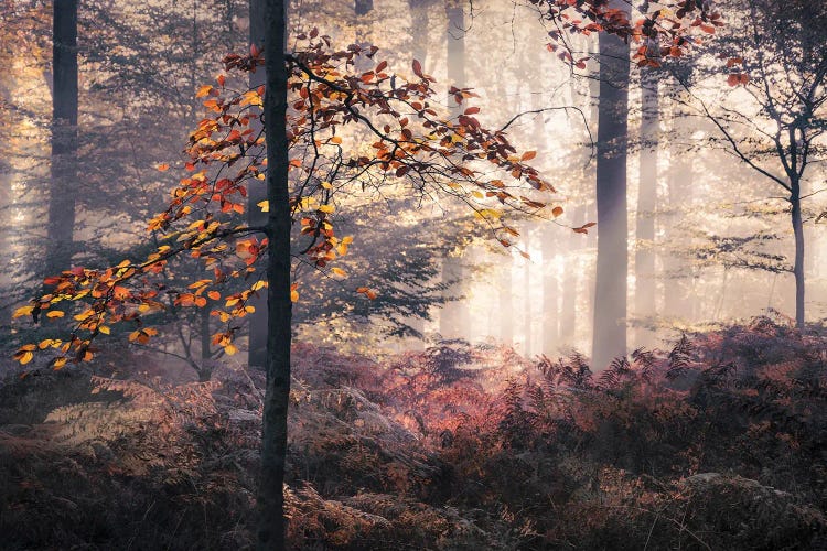 Autumn Leaves In Foggy Forest